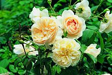 ROSA 'Lichfield Angel' (=Ausrelate) (own root), David Austin English Rose