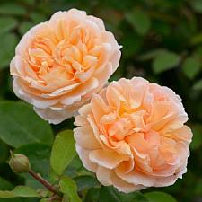 ROSA 'The Lady Gardener' (=Ausbrass)(own root), David Austin English Rose