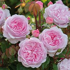 ROSA 'Olivia Rose Austin' (=Ausmixture) (own root), David Austin English Rose