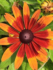 RUDBECKIA hirta 'Becky Cinnamon Bicolor', Black-Eyed Susan