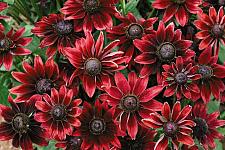 RUDBECKIA hirta 'Cherry Brandy', Coneflower, Black-eyed Susan, Gloriosa Daisy