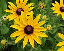 RUDBECKIA hirta 'Indian Summer', Black-eyed Susan