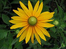 RUDBECKIA hirta 'Irish Eyes', Black-Eyed Susan