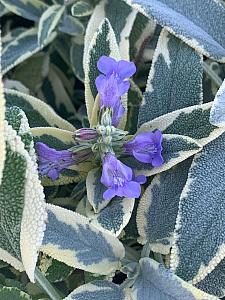 SAGE 'Berggarten Variegated' (Salvia officinalis 'Berggarten Variegated'), 