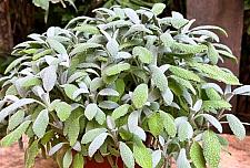 SAGE 'Snow Flake' (Salvia officinalis 'Snow Flake'), Snow Flake Sage