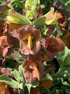 SALVIA africana-lutea (S. aurea), Beach Salvia or Brown Salvia