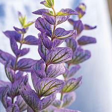 SALVIA viridis 'Oxford Blue', Clary Sage