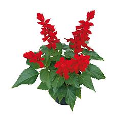 SALVIA splendens 'Saucy Red', Scarlet Sage, Bedding Sage