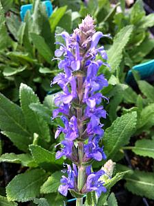 SALVIA x sylvestris 'Blue Hills' ('Blauhugel'), Meadow Sage, Hybrid Sage