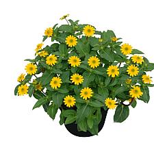 SANVITALIA 'Powerbini' (syn. S. speciosa 'Powerbini'), Creeping Zinnia