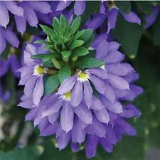 SCAEVOLA aemula Fairy 'Blue' (syn. 'Klesc13594'), Fan Flower