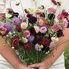 SCABIOSA atropurpurea 'Formula Mix', Pincushion Flower