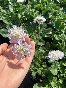 SCABIOSA columbaria 'Giga Silver', Pincushion Flower