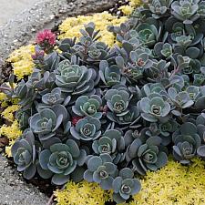 SEDUM Sunsparkler 'Blue Elf', Stonecrop, Sunsparkler Series