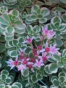 SEDUM spurium 'Tricolor', Stonecrop