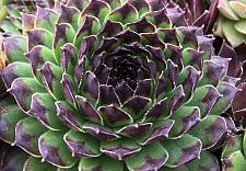 SEMPERVIVUM Chick Charms 'Appletini', Hen and Chicks, Common Houseleek