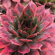 SEMPERVIVUM Chick Charms 'Autumn Apple', Hen and Chicks, Common Houseleek