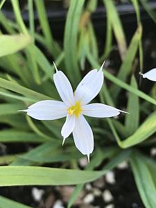 SISYRINCHIUM angustifolium 'Album', Blue-Eyed Grass