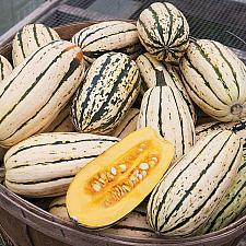 SQUASH, WINTER 'Bush Delicata', Organic Winter Squash