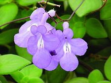 STREPTOCARPELLA saxorum 'Concord Blue' (syn. STREPTOCARPUS), Cape Primrose (hybrid of STREPTOCARPUS saxorum x stomandrus)