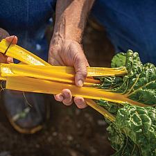 SWISS CHARD 'Heart of Gold', Swiss Chard