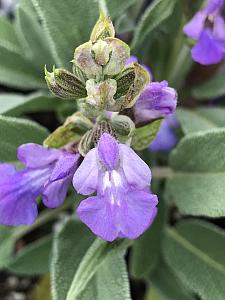 SAGE 'Common' (Salvia officinalis), Garden, Green or Common Sage