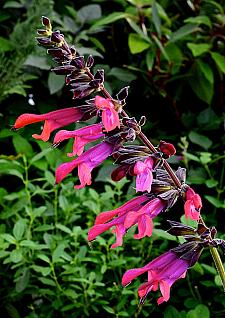 SALVIA 'Amante', Sage