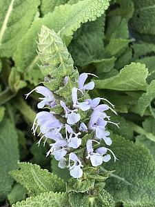 SALVIA nemerosa 'Bumblesky', Meadow Sage