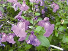 SALVIA x 'Mesa Azure', Cherry Sage, Baby Sage, Little Leaf Sage