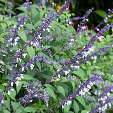 SALVIA 'Phyllis' Fancy', 