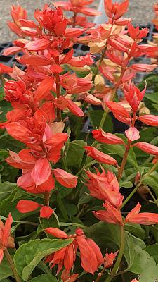 SALVIA splendens 'Saucy Coral', Scarlet Sage, Bedding Sage