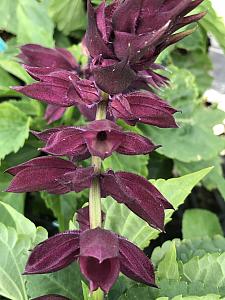 SALVIA splendens 'Saucy Wine', Scarlet Sage, Bedding Sage