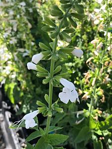 SALVIA coccinea 'Snow Nymph', Texas Sage