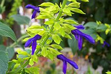 SALVIA mexicana 'Limelight', Mexican Sage