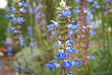 SALVIA uliginosa, Bog Sage