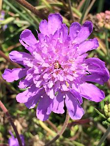 SCABIOSA columbaria 'Butterfly Blue', Pincushion Flower