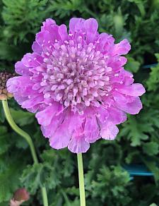 SCABIOSA incisa 'Kudo Pink', Pincushion Flower