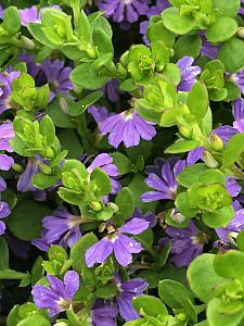 SCAEVOLA 'Mauve Clusters', Fan Flower