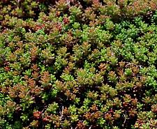 SEDUM album 'Coral Carpet', Stonecrop