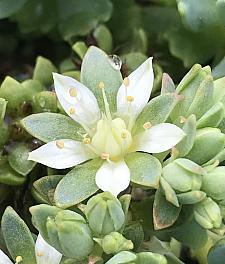 SEDUM pachyclados, Gray Stonecrop