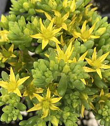 SEDUM rubrotinctum (Pork and Beans), Pork and Beans, Jelly Bean Plant