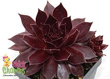 SEMPERVIVUM Chick Charms 'Chocolate Kiss', Hen and Chicks, Common Houseleek