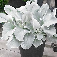 SENECIO candicans 'Angel Wings', 