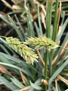 SESLERIA 'Brushstrokes', Moor Grass