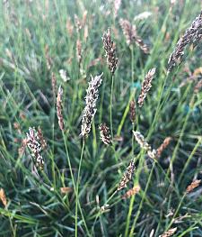 SESLERIA 'Greenlee Hybrid', Greenlee Moor Grass