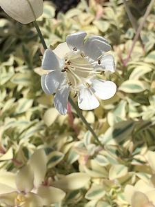 SILENE uniflora 'Druett's Variegated', Bladder or Sea Campion, Carpet Catchfly