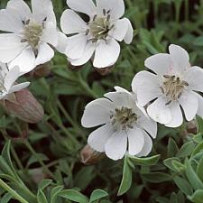 SILENE uniflora (S. vulgaris ssp. maritima), Bladder or Sea Campion, Carpet Catchfly