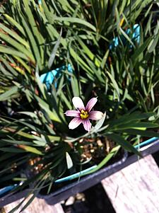 SISYRINCHIUM 'Quaint & Queer', Quaint & Queer Blue-Eyed Grass