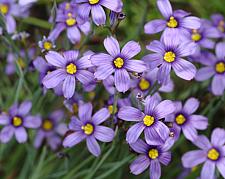 SISYRINCHIUM bellum, Californian Blue-Eyed Grass