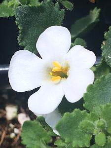 SUTERA 'Big Bloom White', Bacopa